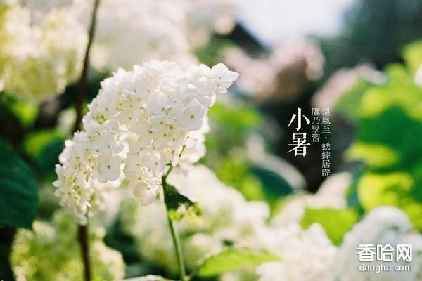 【佛山粉色福利导航陶瓷】伏天至，热浪滚-小暑