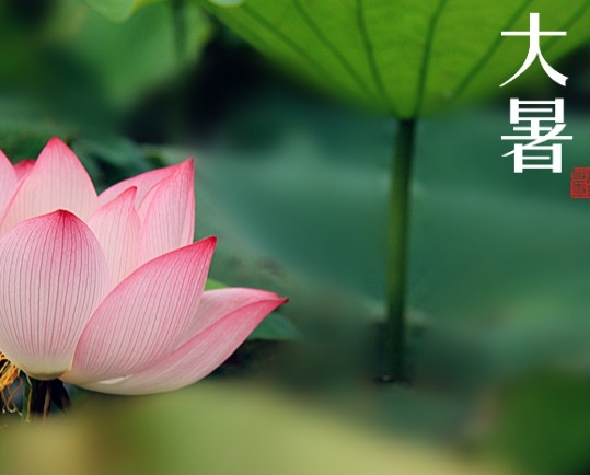 【2016 粉色福利导航陶瓷】大暑，你需要注意这些
